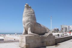 Lobo Marino en Mar del Plata